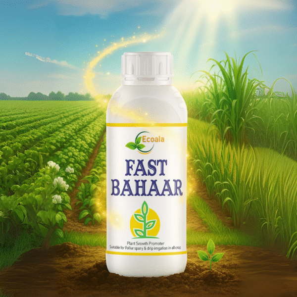 FAST BAHAAR - Image 2