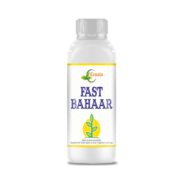 FAST BAHAAR