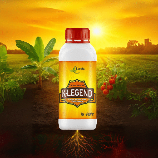 K-LEGEND - Image 2